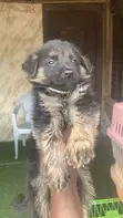 Dankon German Shepherd Namiji Mai Tsarki, Wata 1-3 - 1