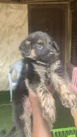 Dankon German Shepherd Namiji Mai Tsarki, Wata 1-3 - 2