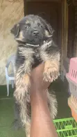 Dankon German Shepherd Namiji Mai Tsarki, Wata 1-3 - 3