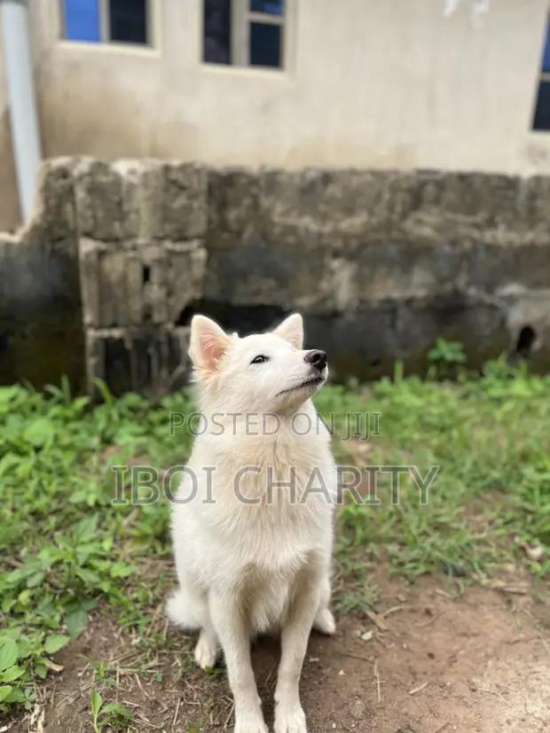 1+ Year Old Female Purebred American Eskimo - 1