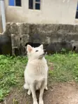 1+ Year Old Female Purebred American Eskimo - 1