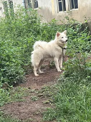 1+ Year Old Female Purebred American Eskimo