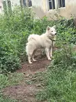 1+ Year Old Female Purebred American Eskimo - 2