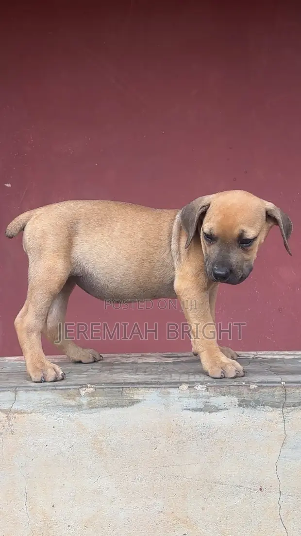 Purebred Boerboel Puppies - 1-3 Months Old - 1