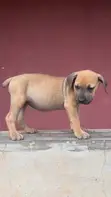 Purebred Boerboel Puppies - 1-3 Months Old - 1