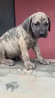 Purebred Boerboel Puppies - 1-3 Months Old - 2