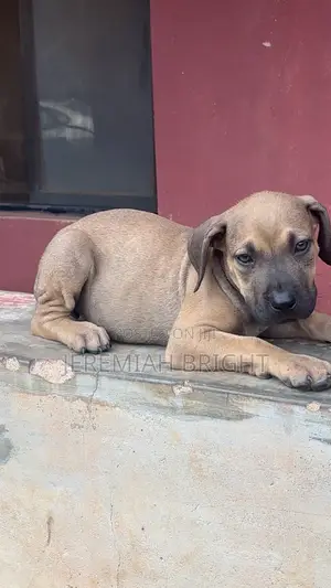 Purebred Boerboel Puppies - 1-3 Months Old