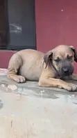 Purebred Boerboel Puppies - 1-3 Months Old - 3