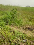 Residential Land for Sale - Shoreline Estate, Ikoyi - 1