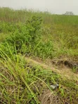 Residential Land for Sale - Shoreline Estate, Ikoyi - 2