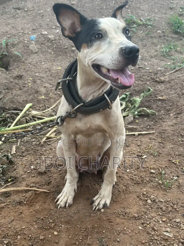 1+ Year Old Female Purebred American Pit Bull Terrier - 1