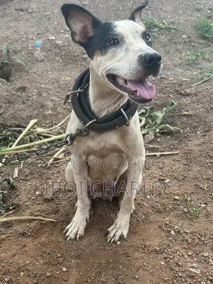 1+ Year Old Female Purebred American Pit Bull Terrier