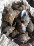 Premium Giant African Snails - Jumbo Size - 1