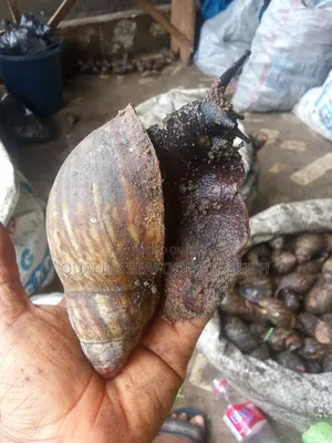 Premium Giant African Snails - Jumbo Size