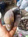 Premium Giant African Snails - Jumbo Size - 2