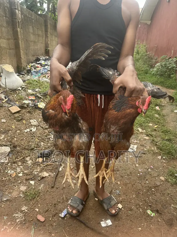 Noiler Chickens for Sale - 1