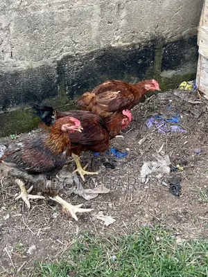 Noiler Chickens for Sale