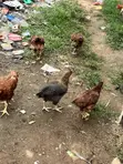Noiler Chickens for Sale - 3