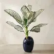 Gaskiyar Aglaonema/Caladium Artificial Plant a White Pot - 2