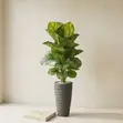 Large Artificial Calathea Plant in Terrazzo Planter - 1