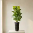 Large Artificial Calathea Plant in Terrazzo Planter - 2