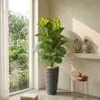 Large Artificial Calathea Plant in Terrazzo Planter - 3