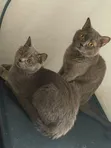 Male Purebred British Shorthair, 8 Months - 1