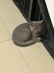 Male Purebred British Shorthair, 8 Months - 2