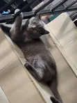 Male Purebred British Shorthair, 8 Months - 3