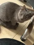 Male Purebred British Shorthair, 8 Months - 4