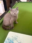 Male Purebred British Shorthair, 8 Months - 5