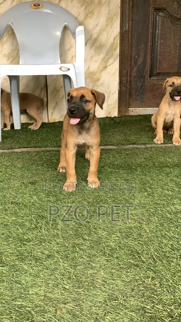 Dan Akikun Boerboel Namiji (Wata 1-3) - 1