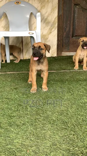 Dan Akikun Boerboel Namiji (Wata 1-3)
