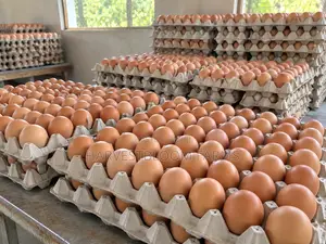 Fresh Farm Eggs - HarvestBloom Farms
