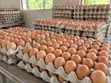 Fresh Farm Eggs - HarvestBloom Farms - 1