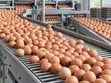 Fresh Farm Eggs - HarvestBloom Farms - 2