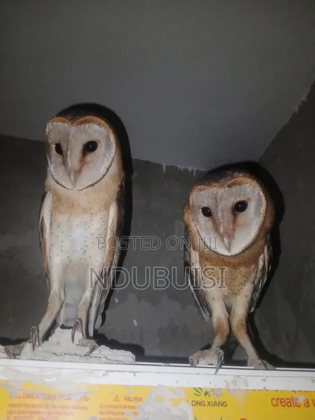 Trained Barn Owls (Male & Female) - 1