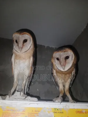 Trained Barn Owls (Male & Female)