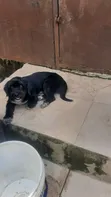 Mace Lhasa Apso, Sama Da Shekara 1 - 1