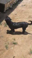 Mace Lhasa Apso, Sama Da Shekara 1 - 2