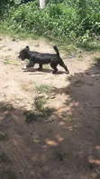 Mace Lhasa Apso, Sama Da Shekara 1 - 3