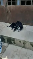 Mace Lhasa Apso, Sama Da Shekara 1 - 5