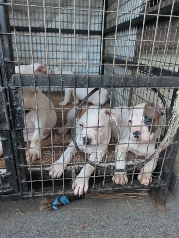 Purebred American Bully Puppy - 1-3 Months Male - 1