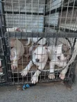Purebred American Bully Puppy - 1-3 Months Male - 1