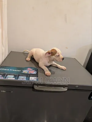 Purebred American Bully Puppy - 1-3 Months Male
