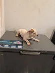 Purebred American Bully Puppy - 1-3 Months Male - 3