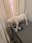 Purebred American Bully Puppy - 1-3 Months Male - 4