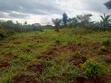 2 Plot na Ƙasa don Siyarwa - Titin Benin-Lagos, Isiuwa - 2