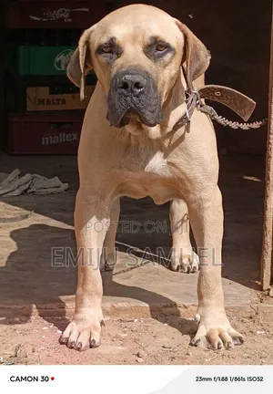 Purebred Boerboel Male - 1+ Year Old