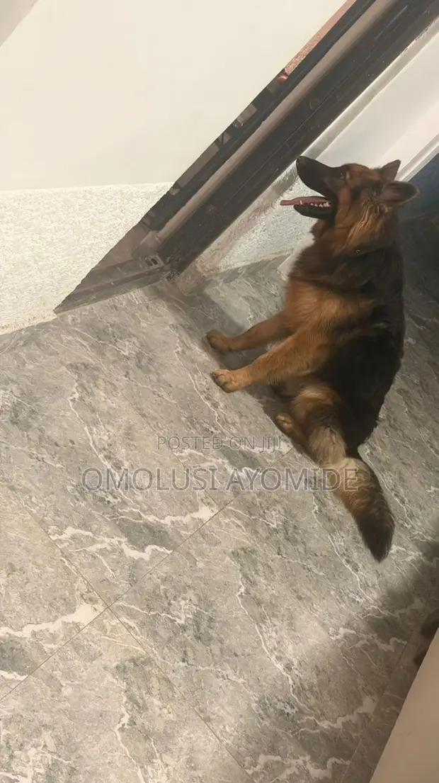 Mazaunin Cikakken Zuri'a na German Shepherd, Shekara 1+ - 1